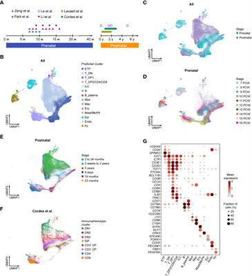 Divergent molecular events underlying initial T-cell commitment in human prenatal and postnatal thymus